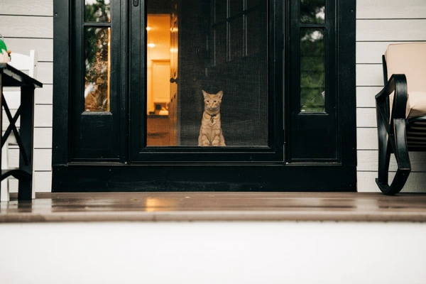 Cat waiting